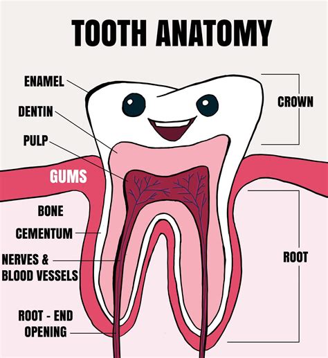 Parts Of A Tooth Printable